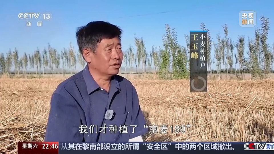 六月新疆沙漠麦田传喜讯 跨省种田人增多  第5张