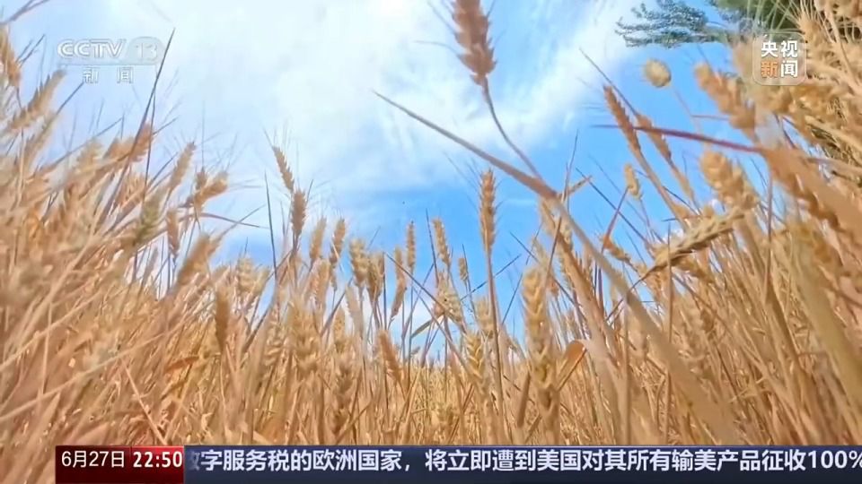 六月新疆沙漠麦田传喜讯 跨省种田人增多  第10张