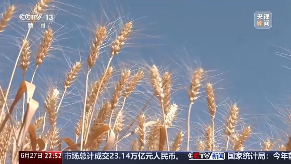 六月新疆沙漠麦田传喜讯 跨省种田人增多  第12张
