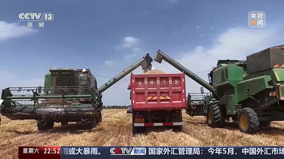 六月新疆沙漠麦田传喜讯 跨省种田人增多  第11张