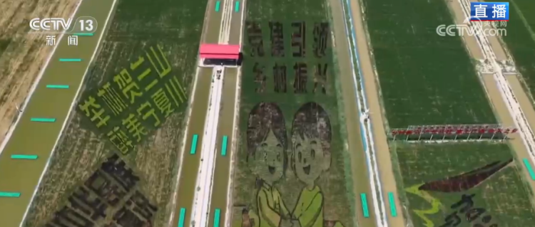宁夏贺兰县稻田画与“大米咖啡”成乡村旅游亮点  第1张