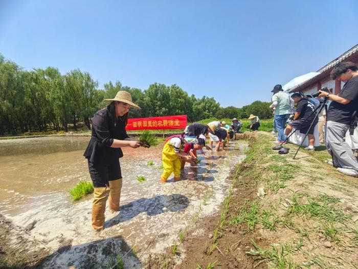 圆明园京西稻全产业链实践基地揭牌 举办农耕插秧活动  第3张