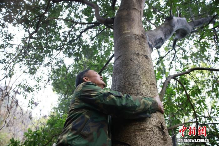 庆元县明确荒野茶树龄超五十年标准推进产业深加工  第3张