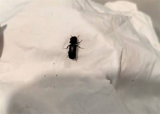 视频评论区点赞最高留言:将虫子辨识为土甲并评价其特性 第2张 视频评论区点赞最高留言:将虫子辨识为土甲并评价其特性 第2张